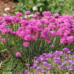 Splendens Armeria -Plant Finder Shop splendens sea thrift armeria maritima garden