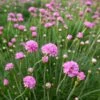 Splendens Armeria -Plant Finder Shop splendens sea thrift armeria maritima splendens flowres