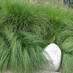 Soft Colors Inferno Strip Grass Collection -Plant Finder Shop sporobolus heterolipis prairie dropsseed sq