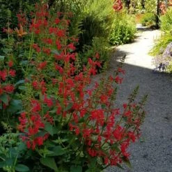 Red Flowered Lamb's Ear -Plant Finder Shop stachys coccinea shade