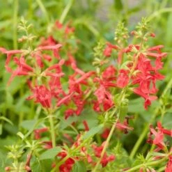 Red Flowered Lamb's Ear -Plant Finder Shop stachys coccineus mountain red 9 1