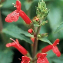 Red Flowered Lamb's Ear -Plant Finder Shop stachys coccineus mountain red 9 2