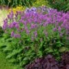 Hummelo Betony -Plant Finder Shop stachys monieri hummelo 1