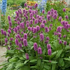 Hummelo Betony -Plant Finder Shop stachys monieri hummelo 3