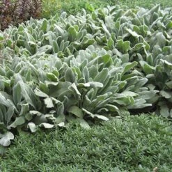 FireSmart Collection - Zone 1 -Plant Finder Shop stachys silver carpet garden 2 1
