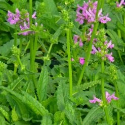 Dwarf Pink Lamb's Ear -Plant Finder Shop stachys maxima close up of foliage cc 2
