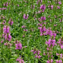 Dwarf Pink Lamb's Ear -Plant Finder Shop stachys maxima groundcover planting cc 2 2
