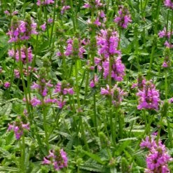 Dwarf Pink Lamb's Ear -Plant Finder Shop stachys maxima groundcover planting cc 2