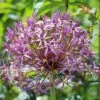 Star Of Persia Allium -Plant Finder Shop star of persia allium 1 1
