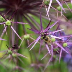 Star Of Persia Allium -Plant Finder Shop star of persia allium 3 1