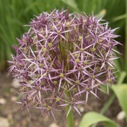 Star Of Persia Allium -Plant Finder Shop star of persia allium 4 1