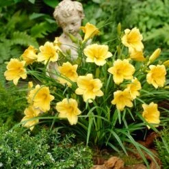 Stella D'Oro Reblooming Daylily -Plant Finder Shop stella doro daylily garden statue