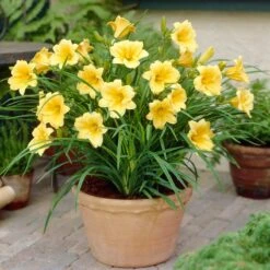 Stella D'Oro Reblooming Daylily -Plant Finder Shop stella doro daylily pot