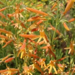 SteppeSuns® Sunset Glow Penstemon 6 SteppeSuns® Sunset Glow Penstemon -Plant Finder Shop steppesuns sunset glow penstemon flowers