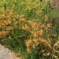 SteppeSuns® Sunset Glow Penstemon 7 SteppeSuns® Sunset Glow Penstemon -Plant Finder Shop steppesuns sunset glow penstemon orange