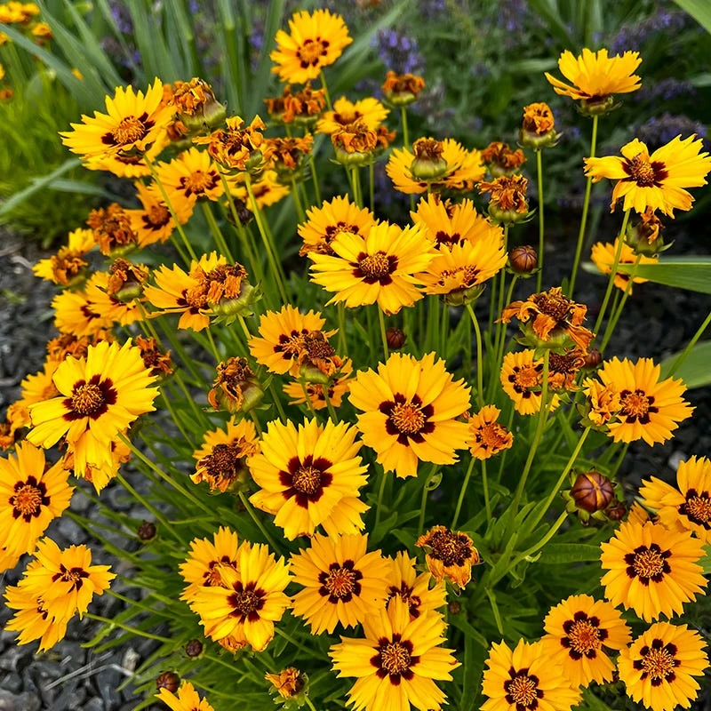Sterntaler Coreopsis 4 Sterntaler Coreopsis - Image 2