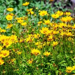 Sterntaler Coreopsis 7 Sterntaler Coreopsis -Plant Finder Shop sterntaler sq1