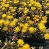 Hantamberg Night Blooming Ice Plant (Stomatium) -Plant Finder Shop stomatium hantamberg night blooming ice plant