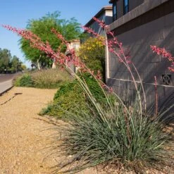 Hummingbird Paradise Hesperaloe Collection -Plant Finder Shop straight up red hesperaloe sq 1