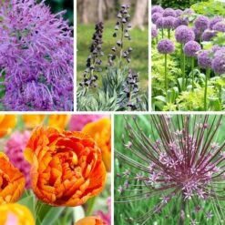 Stranger Than Fiction Flower Bulb Collection -Plant Finder Shop stranger than fiction bulb coll 4 2 24