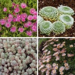 Succulent Groundcover Collection 10 Succulent Groundcover Collection -Plant Finder Shop succulent groundcover collection 10 28 24