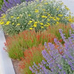 Summer Showstopper Pre-Planned Garden 14 Summer Showstopper Pre-Planned Garden -Plant Finder Shop summer showstopper