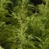 SunFern™ Arcadia Artemisia -Plant Finder Shop sunfern arcadia russian wormwood 1