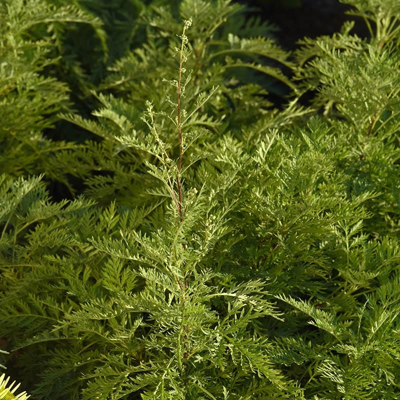 SunFern™ Arcadia Artemisia 3 SunFern™ Arcadia Artemisia