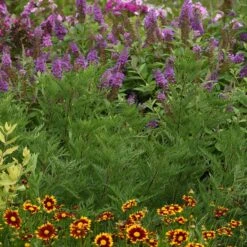 SunFern™ Arcadia Artemisia 6 SunFern™ Arcadia Artemisia -Plant Finder Shop sunfern arcadia russian wormwood 2