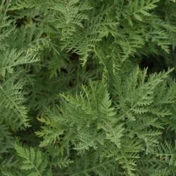 SunFern™ Arcadia Artemisia 7 SunFern™ Arcadia Artemisia -Plant Finder Shop sunfern arcadia russian wormwood 3