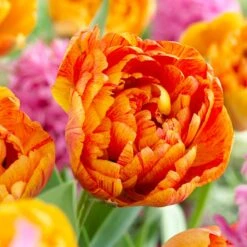 Stranger Than Fiction Flower Bulb Collection -Plant Finder Shop sunlover double late tulip cropped