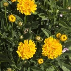 Plant Finder Shop -Plant Finder Shop sunray coreopsis