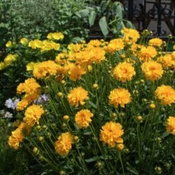 Blowin' In The Wind Collection -Plant Finder Shop sunray coreopsis sq