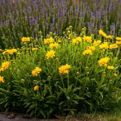 Sunray Coreopsis -Plant Finder Shop sunray coreopsis sq1
