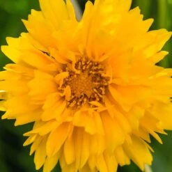 Sunray Coreopsis -Plant Finder Shop sunray coreopsis sq 1