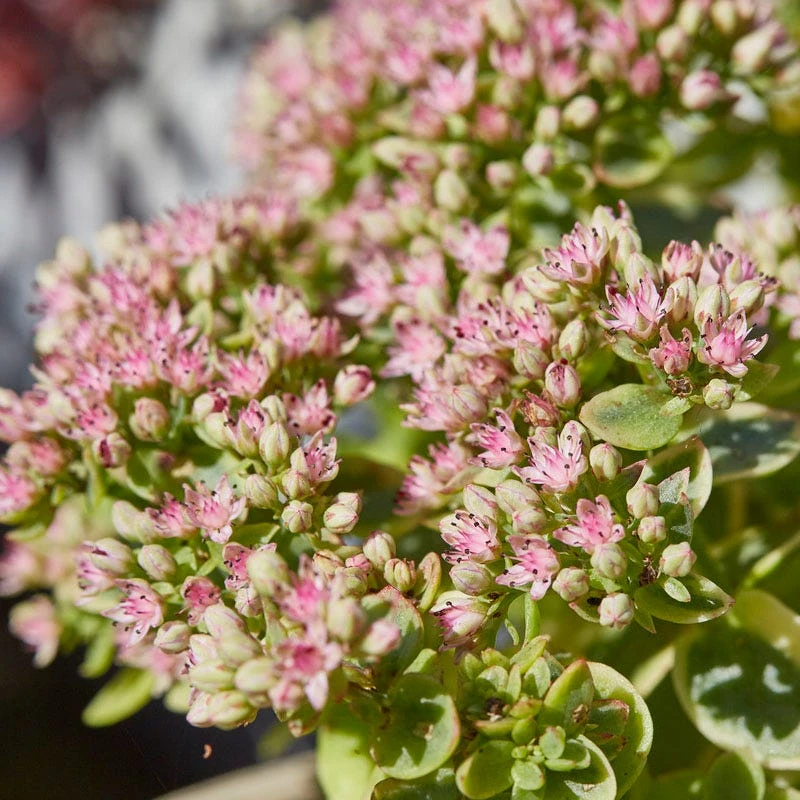 SunSparkler® Lime Twister Sedum 3 SunSparkler® Lime Twister Sedum