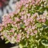 SunSparkler® Sedum Collection -Plant Finder Shop sunsparkler lime twister sedum close up 1