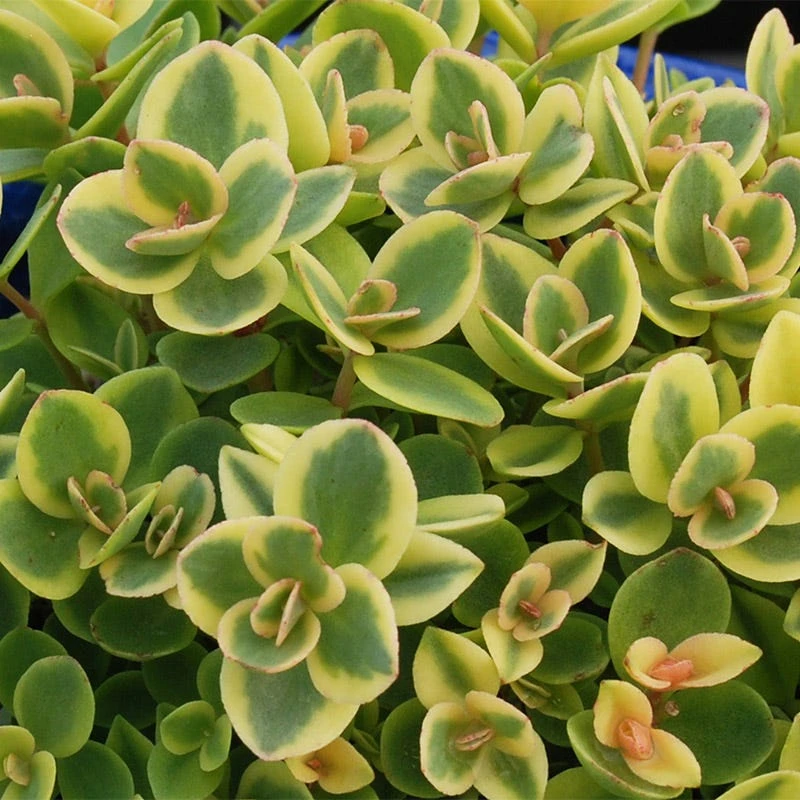 SunSparkler® Lime Twister Sedum 4 SunSparkler® Lime Twister Sedum - Image 2