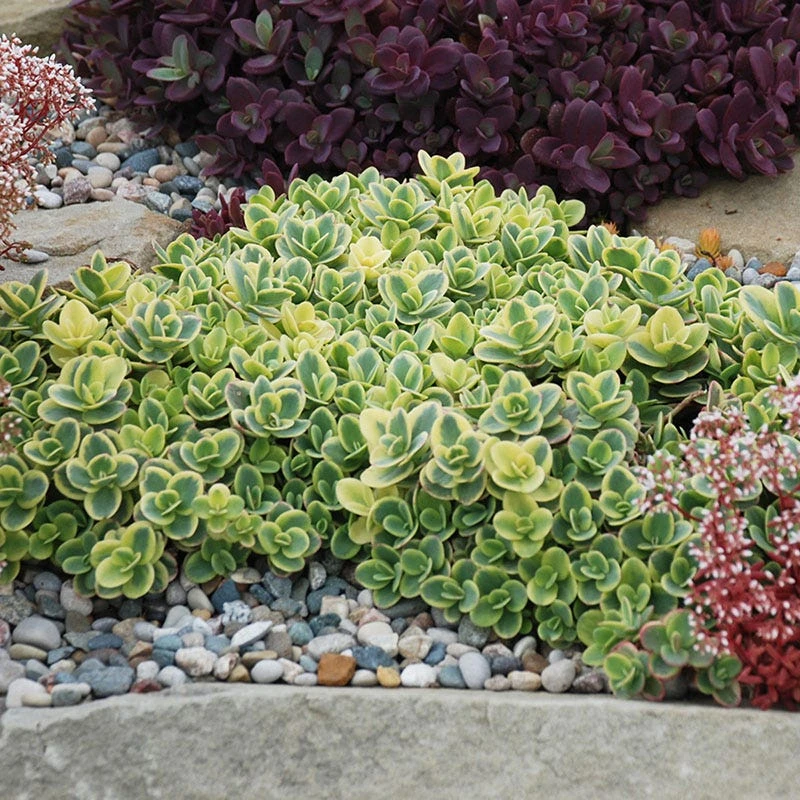 SunSparkler® Lime Twister Sedum 6 SunSparkler® Lime Twister Sedum - Image 4