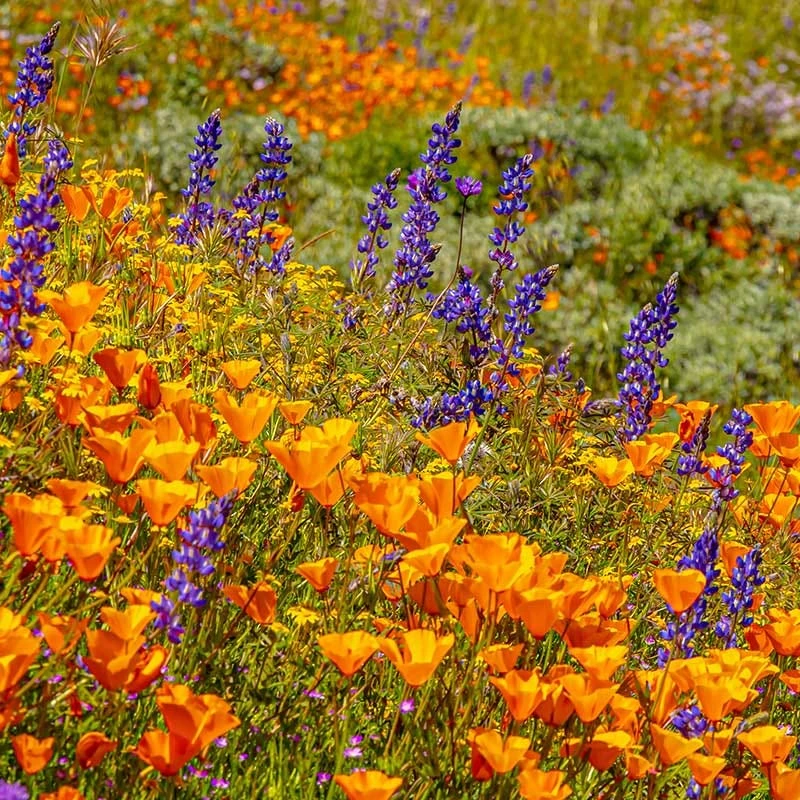 Superbloom Native Wildflower Seed Mix 7 Superbloom Native Wildflower Seed Mix - Image 5