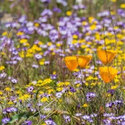 Superbloom Native Wildflower Seed Mix 14 Superbloom Native Wildflower Seed Mix -Plant Finder Shop superbloom 2