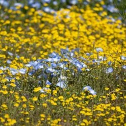 Superbloom Native Wildflower Seed Mix 15 Superbloom Native Wildflower Seed Mix -Plant Finder Shop superbloom 3