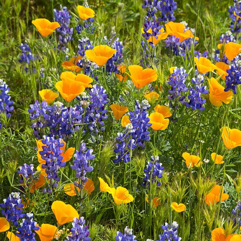 Superbloom Native Wildflower Seed Mix 4 Superbloom Native Wildflower Seed Mix - Image 2