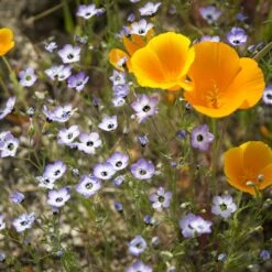 Superbloom Native Wildflower Seed Mix 11 Superbloom Native Wildflower Seed Mix -Plant Finder Shop superbloom native mix 2