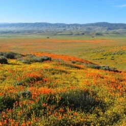Superbloom Native Wildflower Seed Mix 12 Superbloom Native Wildflower Seed Mix -Plant Finder Shop superbloom native mix 3