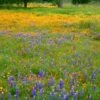 Superbloom Native Wildflower Seed Mix -Plant Finder Shop superbloom seasonal mix lupine california poppy