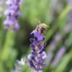 Sharon Roberts English Lavender -Plant Finder Shop susan quimby honey bee lavender or 4