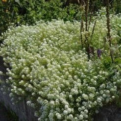 Alternative Lawn Wildflower Seed Mix -Plant Finder Shop sweet alyssum