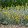 Partridge Feather (Tanacetum)