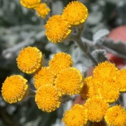 Partridge Feather (Tanacetum) -Plant Finder Shop tanacetum densum flower